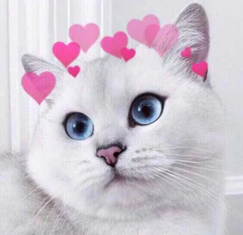 Non Nude модель